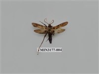 藏品(長腳大織蛾)的圖片